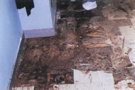 鉄筋コンクリート造校舎の床板の被害/ 山形県しろあり対策協会